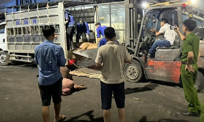 9 con heo đã bốc mùi thối được chở trên xe tải đưa ra thị trường. Ảnh: Quản lý thị trường