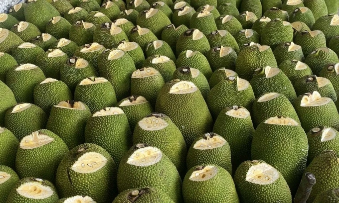 Mít Thái ở miền Tây được các đầu mối sỉ rao bán với giá 6.000 đồng một kg. Ảnh: Đình Sáng