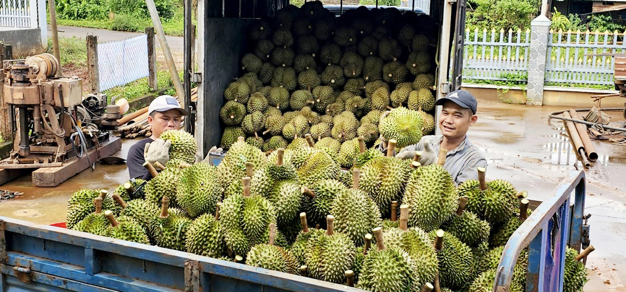 sầu riêng - Ảnh 1.